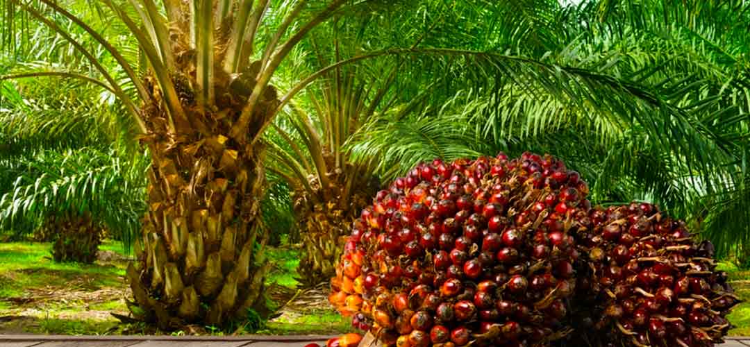 Oil Palm Farming in Nigeria