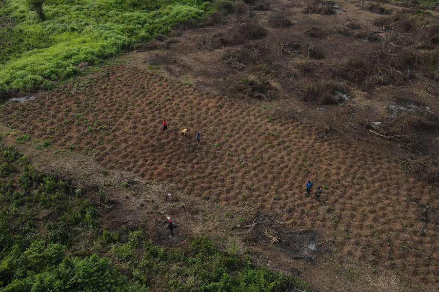 Farmland For Sale in Mokoloki Ofada Ogun State